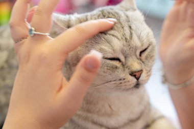 Sevgiyle okşanıp şımartılan bir kediyle beraberken huzurlu ve huzurlu bir anın tadını çıkarıyorum.