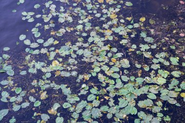 Zarif nilüferlerin sakin bir su yüzeyinde zarifçe dağıldığı güzel ve sakin bir sahne.