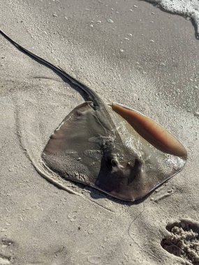 Güneşin altında parlayan bir vatoz kumlu kıyıya vurmuş. Okyanus dalgaları sahile hafifçe dokunur ve doğal bir sahil manzarası yaratır..