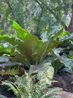 Botanik bahçesinde büyüyen büyük, parlak yeşil yaprakları olan yemyeşil bir tropik bitki. Eğreltiotları ve yoğun yapraklarla çevrili, canlı bir orman atmosferi yaratıyor.