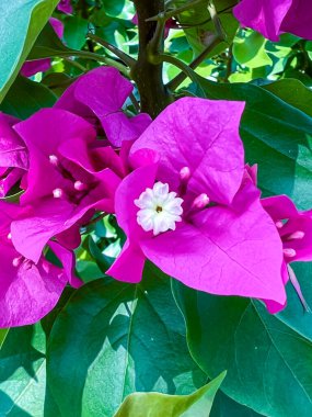 Geniş yeşil yapraklarla çevrili narin beyaz merkezli canlı pembe bougainvillea çiçekleri. Güneşin altında serpilen çarpıcı bir tropikal bitki.