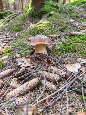 Porcini mantarı olarak da bilinen Kral Bolete (Boletus edulis) orman zeminindeki çam iğneleri ve koniler arasında büyümektedir. Toplayıcılar için değerli bir yenilebilir mantar..