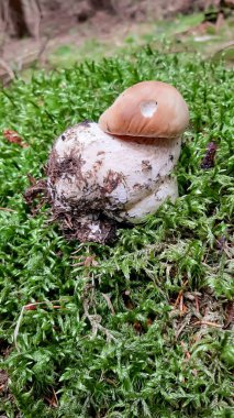 Genç bir kral bolete (Boletus edulis), ayrıca porcini mantarı olarak da bilinir, yemyeşil yosunlardan çıkar. Değerli bir mantar, toplayıcılar ve doğa severler arasında popülerdir..