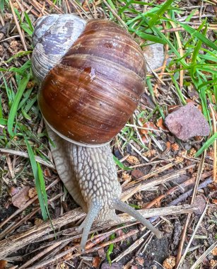 Büyük kahverengi kabuğuyla yerde sürünen bir Roma salyangozunun (Helix pomatia) yakın çekimi. Bu toprak yumuşakçasının dokusunu ve hareketini gösteren detaylı bir doğa çekimi..