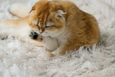 Altın bir çinçilla İskoç kedisi patisini nazikçe temizler, gözleri odak noktasında hafifçe kapalıdır. Yumuşak kürkü ve uzun bıyıkları bu zarif kedinin cazibesini vurguluyor..