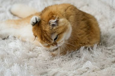 Altın çinçilya katlı bir İskoç kedisi kendini tımar ediyor, bir patiyle başını nazikçe ovuyor. Yumuşak beyaz halıda rahatlatıcı bir anın tadını çıkaran tüylü kedi..