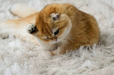 Altın sarısı bir çinçilla İskoç kedisi yumuşak, beyaz bir halıda kendini tımar ediyor. Kedi yüzünü temizlemek için patisini kaldırıyor, samimi ve sevimli bir an yaratıyor..