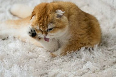 Altın bir çinçilla İskoç kedisi, yumuşak patisini temizlemek için minik pembe dilini uzatarak kendini tımar eder. Yumuşak kürkü ve narin bıyıkları onu karşı konulmaz derecede sevimli yapıyor..