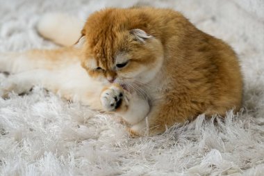 Çekici bir İskoç altın çinçilya kedisi titiz bir tımar seansına katılır. Pembe dili yumuşak patisinin üzerine nazikçe sürtünür. Lüks beyaz halıya zıt, narin ışığın altında parlak altın kürkü parıldıyor..