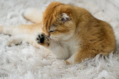 Altın sarısı bir çinçilya katlı kedisi küçük pembe bir dille yumuşak patisini yalıyor. Hassas bıyıkları ve yuvarlak kulakları, sıcacık bir tımar seansının tadını çıkarırken cazibesini arttırır..