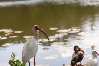 Aralarında kırmızı gagalı ve bacaklı iki beyaz gelinciğin de bulunduğu bir grup kuş Florida 'da bir gölün kenarında kayaların üzerinde duruyorlardı. Benekli kahverengi bir kuş, yüzen nilüferlerle çevrili bir şekilde yakınlarda tünemektedir. Şey...
