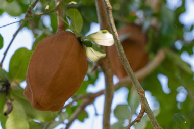 Maun kapsülü Swietenia mahagoni Florida 'da bir ağaçta asılı. Bu tropikal bitkinin tohumları olgunlaştığında salgılayan kahverengi desenli bir kapsülü vardır. Yeşil yapraklar ve dallar doğal bir kontrast oluşturuyor.