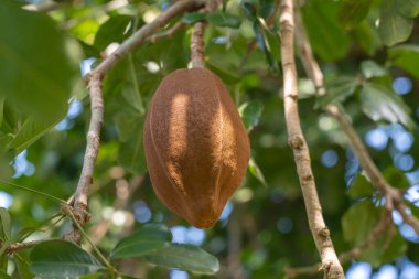 Maun kapsülü Swietenia mahagoni Florida 'da bir ağaçta asılı. Bu tropikal bitkinin tohumları olgunlaştığında salgılayan kahverengi desenli bir kapsülü vardır. Yeşil yapraklar ve dallar doğal bir kontrast oluşturuyor.