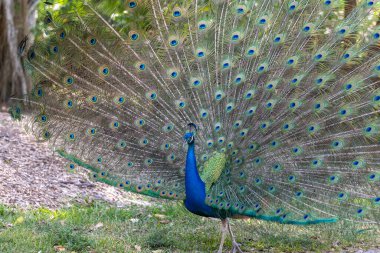 Parlak yanardöner tüyleri tamamen yayılmış görkemli bir tavus kuşunun yakın çekimi. Karmaşık desenler ve parlak mavi-yeşil renkler büyüleyici bir görüntü yaratır..