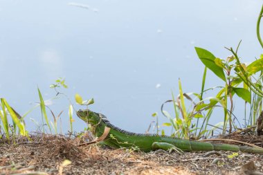 Florida 'da sakin bir su kütlesinin yanında yerde yatan yeşil bir iguana. Bu istilacı sürüngen genellikle sıcak, tropikal bölgelerde ve sulak alanlarda bulunur. Canlı yeşil rengi ve dikenli arması