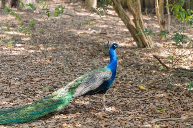 Parlak yanardöner tüyleri tamamen yayılmış görkemli bir tavus kuşunun yakın çekimi. Karmaşık desenler ve parlak mavi-yeşil renkler büyüleyici bir görüntü yaratır..