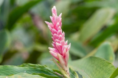 Gür yeşil yaprakların arasında açan güzel pembe bir kızıl çiçek. Narin taç yaprakları ve canlı renkleri tropik bir bahçe ortamında çarpıcı bir kontrastlık yaratır..
