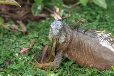 Tropikal bir ortamda yemyeşil çimlerin üzerinde dinlenen sıradan bir iguana. Dokulu pulları, keskin dikenleri ve delici gözleri bu egzotik sürüngenin çarpıcı bir portresini oluşturuyor..