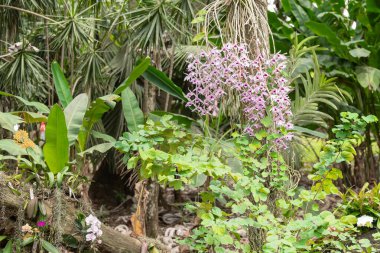 Güzel vahşi Dendrobium orkideleri yemyeşil bir tropikal ormanda ağaçta çiçek açıyor. Narin pembe yaprakları, canlı yeşil yapraklarla tezat oluşturuyor.. 