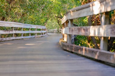 Manzaralı ahşap bir kaldırım, yemyeşil mangrov ormanları boyunca kıvrılarak Amerikan Körfezi 'ne çıkıyor. Çevre turizmi, yürüyüş ve vahşi yaşam keşfi için ideal sakin bir doğa yolu..