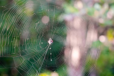 Yeşillik bir ormanda asılmış sabah çiğ taneleriyle örümceğin detaylı bir görüntüsü. Narin iplikler, bulanık yeşil bir arka planda parıldıyor..