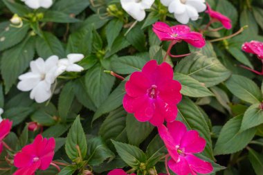 Yeşil yapraklarla çevrili pembe ve beyaz sabırsız çiçeklerin yakın çekimi. Renkli bir bahçe sahnesi tazeliği, yazı ve doğal güzelliği simgeliyor..