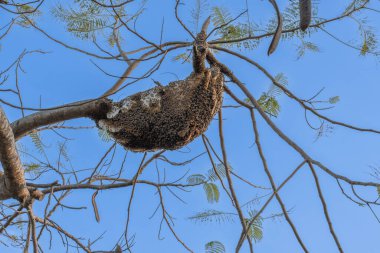 Büyük bir arı sürüsü ağaç dalında doğal bir kovan oluşturuyor, yeşil yapraklarla çevrili ve mavi gökyüzüne karşı dizilmiş..