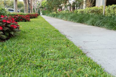 Taze yeşil çimlerin yanında uzanan beton kaldırım, gün ışığında peyzajlı kentsel alanda kırmızı çiçekler ve çalılar..