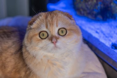 Altın çinçilya kürklü sevimli İskoç kedisi evde rahatlıyor, oynuyor ve bir deniz akvaryumu gözlemliyor. Hayvan, yaşam tarzı ve hayvan teması için mükemmel..