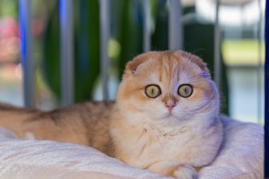 Altın çinçilya kürklü sevimli İskoç kedisi evde rahatlıyor, oynuyor ve bir deniz akvaryumu gözlemliyor. Hayvan, yaşam tarzı ve hayvan teması için mükemmel..