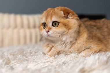 Altın çinçilya kürklü sevimli İskoç kedisi evde rahatlıyor, oynuyor ve bir deniz akvaryumu gözlemliyor. Hayvan, yaşam tarzı ve hayvan teması için mükemmel..