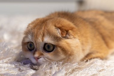 Altın çinçilya kürklü sevimli İskoç kedisi evde rahatlıyor, oynuyor ve bir deniz akvaryumu gözlemliyor. Hayvan, yaşam tarzı ve hayvan teması için mükemmel..