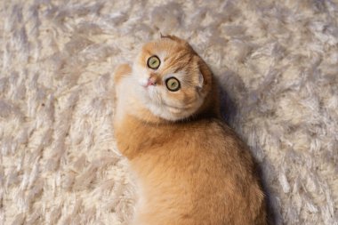 Altın çinçilya kürklü sevimli İskoç kedisi evde rahatlıyor, oynuyor ve bir deniz akvaryumu gözlemliyor. Hayvan, yaşam tarzı ve hayvan teması için mükemmel..