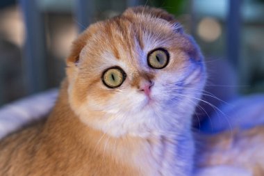 Altın çinçilya kürklü sevimli İskoç kedisi evde rahatlıyor, oynuyor ve bir deniz akvaryumu gözlemliyor. Hayvan, yaşam tarzı ve hayvan teması için mükemmel..