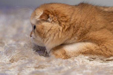 Altın çinçilya kürklü sevimli İskoç kedisi evde rahatlıyor, oynuyor ve bir deniz akvaryumu gözlemliyor. Hayvan, yaşam tarzı ve hayvan teması için mükemmel..