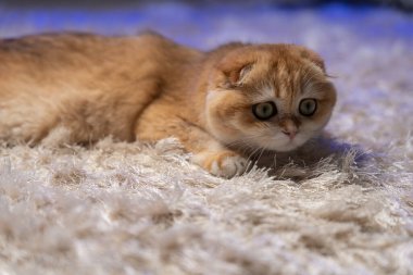 Altın çinçilya kürklü sevimli İskoç kedisi evde rahatlıyor, oynuyor ve bir deniz akvaryumu gözlemliyor. Hayvan, yaşam tarzı ve hayvan teması için mükemmel..