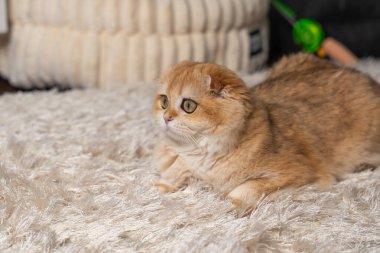 Altın çinçilya kürklü sevimli İskoç kedisi evde rahatlıyor, oynuyor ve bir deniz akvaryumu gözlemliyor. Hayvan, yaşam tarzı ve hayvan teması için mükemmel..