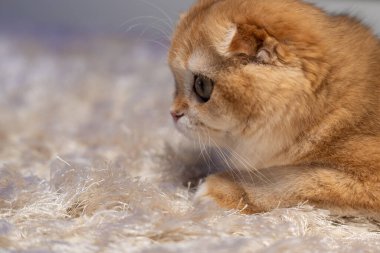 Altın çinçilya kürklü sevimli İskoç kedisi evde rahatlıyor, oynuyor ve bir deniz akvaryumu gözlemliyor. Hayvan, yaşam tarzı ve hayvan teması için mükemmel..