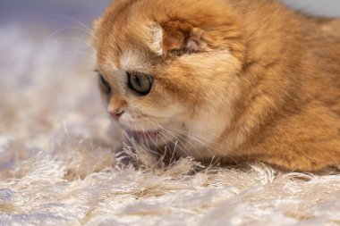 Altın çinçilya kürklü sevimli İskoç kedisi evde rahatlıyor, oynuyor ve bir deniz akvaryumu gözlemliyor. Hayvan, yaşam tarzı ve hayvan teması için mükemmel..