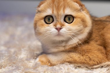 Altın çinçilya kürklü sevimli İskoç kedisi evde rahatlıyor, oynuyor ve bir deniz akvaryumu gözlemliyor. Hayvan, yaşam tarzı ve hayvan teması için mükemmel..