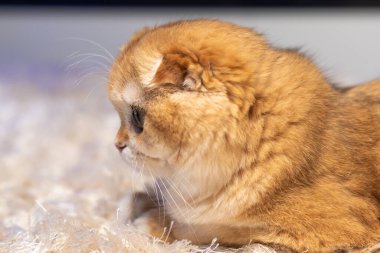 Altın çinçilya kürklü sevimli İskoç kedisi evde rahatlıyor, oynuyor ve bir deniz akvaryumu gözlemliyor. Hayvan, yaşam tarzı ve hayvan teması için mükemmel..