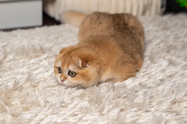 Altın çinçilya kürklü sevimli İskoç kedisi evde rahatlıyor, oynuyor ve bir deniz akvaryumu gözlemliyor. Hayvan, yaşam tarzı ve hayvan teması için mükemmel..