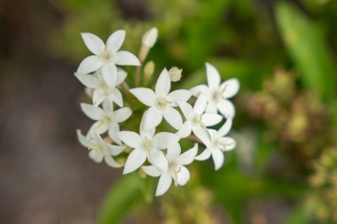 Yeşil arka planda çiçek açan narin beyaz yıldız şekilli çiçekler. Yumuşak ve doğal makro çiçekli görüntü doğa, botanik veya eko-temalı tasarımlar için mükemmeldir.. 