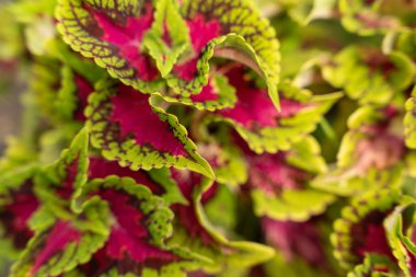 Coleus bitkisinin canlı pembe ve yeşil gölgeli renkli makro görüntüsü. Bahçe işleri, bitki severler ve botanik temalar için doğa yakın plan ideal. 
