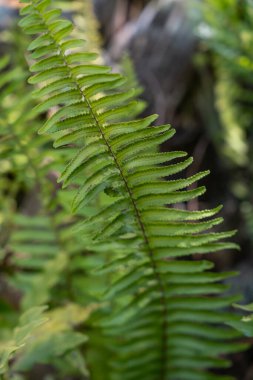 Canlı yeşil eğreltiotu yaprağına yakın çekim. Görünür dokusu ve doğal ışığı var. Geçmişler, doğa kavramları ve botanik temalar için mükemmel..
