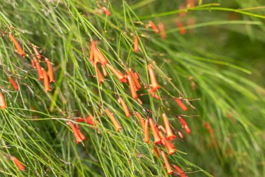 Russelia equisetiforis 'in yakın çekimi, genellikle kestane fişeği ya da mercan çeşmesi olarak bilinir. Fotoğraf, sayısız küçük turuncu tüp çiçeğiyle çağlayan yeşil sapları doğal güneş ışığında yakalıyor.. 