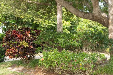 Güneşli bir bahçede yeşil tropikal çalıların yanında büyüyen çok renkli yaprakları olan canlı bir croton çalısı. Sahnede tropikal iklimdeki yemyeşil bitki örtüsü ve doğal peyzaj yer alıyor.. 