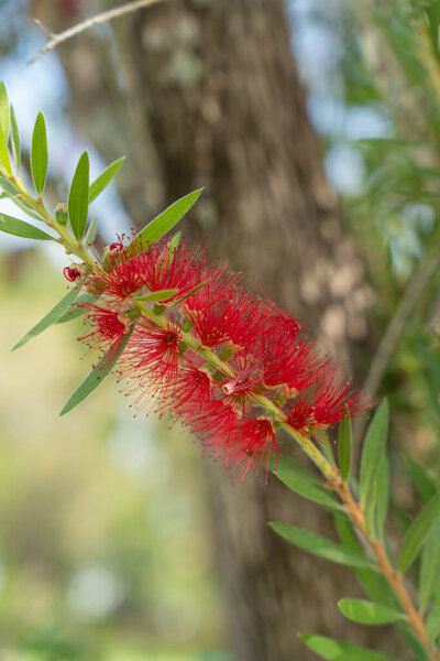 Крупный план яркого красного бутилированного цветка, цветущего на зеленой ветке, на мягком естественном фоне. Идеально подходит для природных, цветочных и ботанических тем.