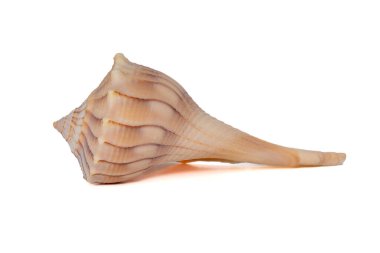 Beyaz arka planda izole edilmiş doğal çizgili bej sarmal deniz kabuğunun makro fotoğrafı. Sahil tasarımı, deniz dekorasyonu ve plaj temalı projeler için ideal.. 