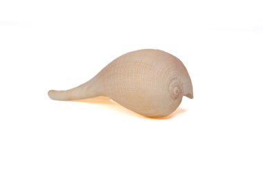 Pürüzsüz mat yüzeyi ve doğal bej rengi olan zarif sarmal deniz kabuğu. Beyaz bir arkaplanda yakalanan kabuk dokusu ve uzun konik şekli açıkça görülebilir.. 